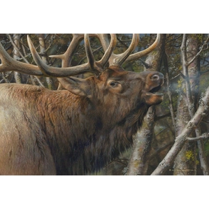 Carl Benders-Mating Call Bull Elk