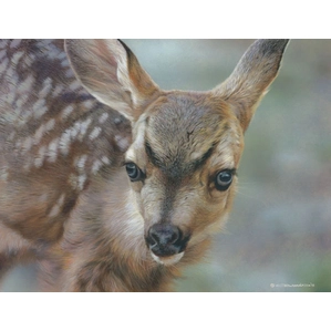 Carl Benders-Spotted - Mule Deer Fawn