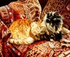 Jessica Holm - Five Persians Limited Edition Print