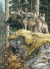 Carl Benders - Lookout Tower-Wolves