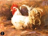 Leonard Wren - Spring Rooster