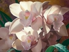 Brian Davis - Cymbidium Spray