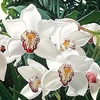 Brian Davis - Cymbidiums In Love - 100x100