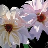 Brian Davis - Delightful Dahlias