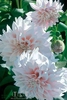 Brian Davis - Three Pink Dahlias