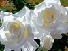 Brian Davis - White Radiant Roses