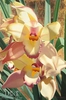 Brian Davis - Cymbidium Orchid On Gold Leaf