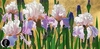 Brian Davis - Heather Blush Irises