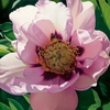 Brian Davis - Pink Peony