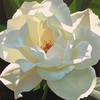 Brian Davis - Rose In The Shadows Giclee