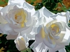 Brian Davis - White Roses Aglow