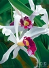 Brian Davis - Captivating Cattleya