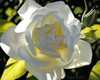 Brian Davis - Divine White Rose