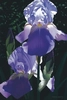 Brian Davis - Two Blue Irises