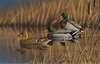 Richard Clifton - Afternoon Mallards Limited Edition Print