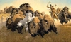 Frank McCarthy - In Pursuit of the White Buffalo ANNIVERSARY EDITION