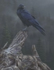 Daniel Smith - Raven´s Roost