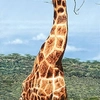 Guy Combes - Rothschild Giraffe Nakuru Park - 100x100