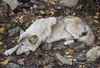 Carl Benders - The Fall Guy - Tundra Wolf