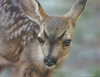 Carl Benders - Spotted - Mule Deer Fawn