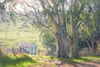 June Carey - Basking Eucalyptus