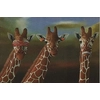 Robert Deyber - See No Evil, Hear No Evil, Speak No Evil Giraffes