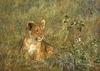 Simon Combes - Lion Cub and Butterfly SMALLWORK EDITION ON