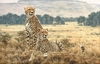 Simon Combes - Cheetah Pair