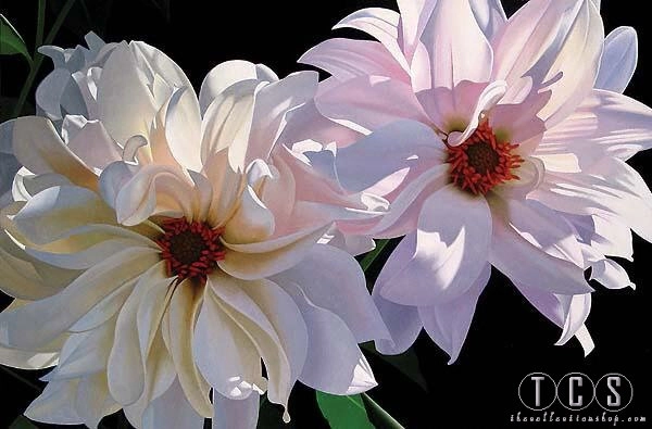 Brian Davis - Delightful Dahlias