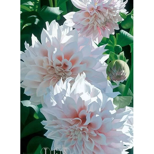 Brian Davis - Three Pink Dahlias