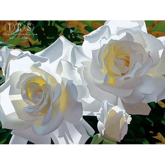 Brian Davis - White Radiant Roses