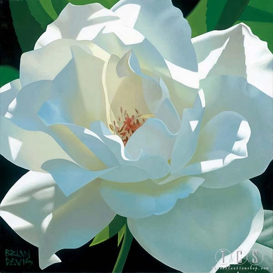 Brian Davis - Rose In Shadows