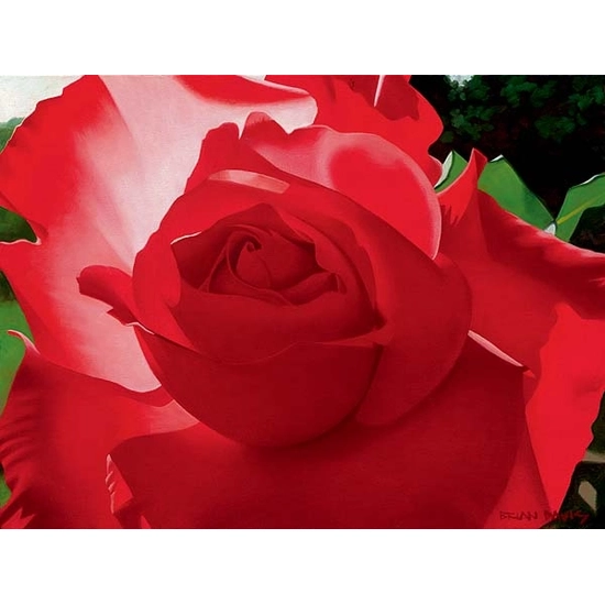 Brian Davis - Brilliant Red Solo Rose