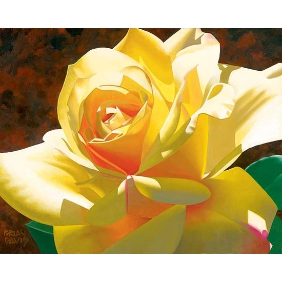 Brian Davis - Golden Solo Rose