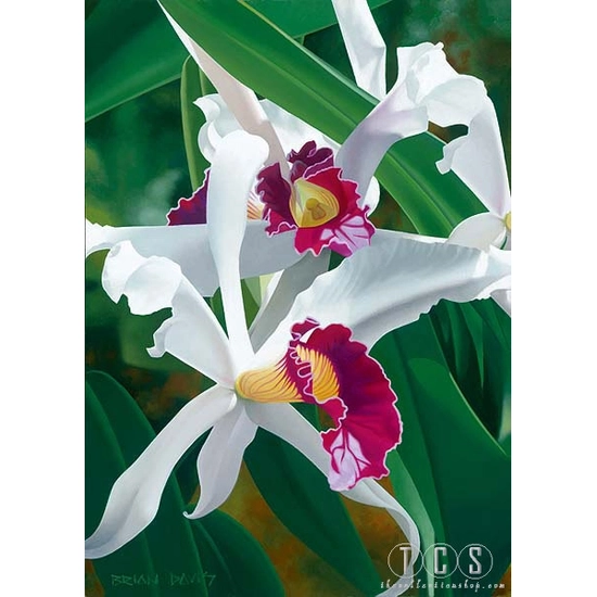 Brian Davis - Captivating Cattleya