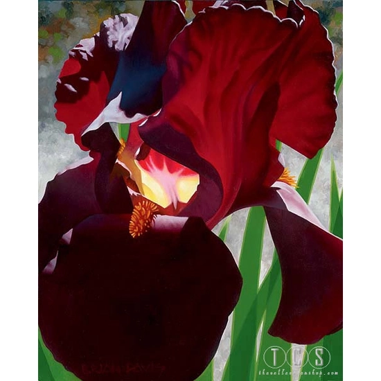 Brian Davis - Deep Red Iris Aflame