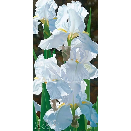 Brian Davis - Enchanting Irises