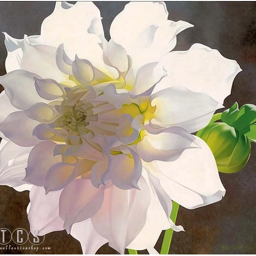 Brian Davis - Pale Pink Dahlia