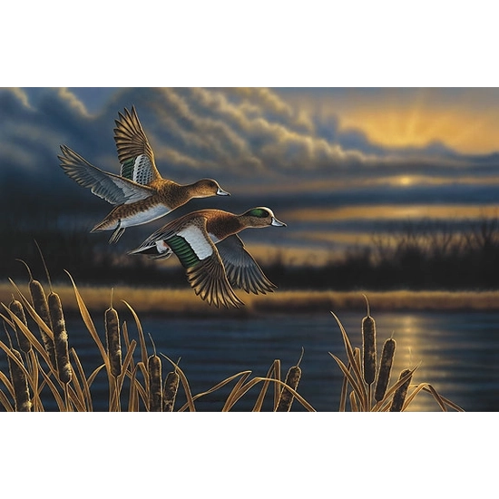 Richard Clifton - Widgeon - Out Front Limited Edition Print