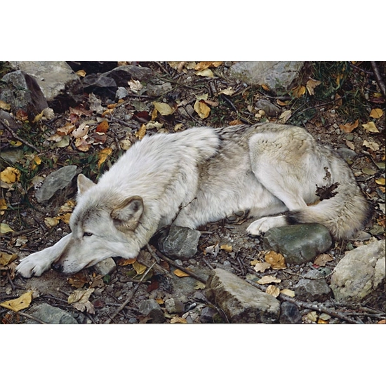 Carl Benders - The Fall Guy - Tundra Wolf