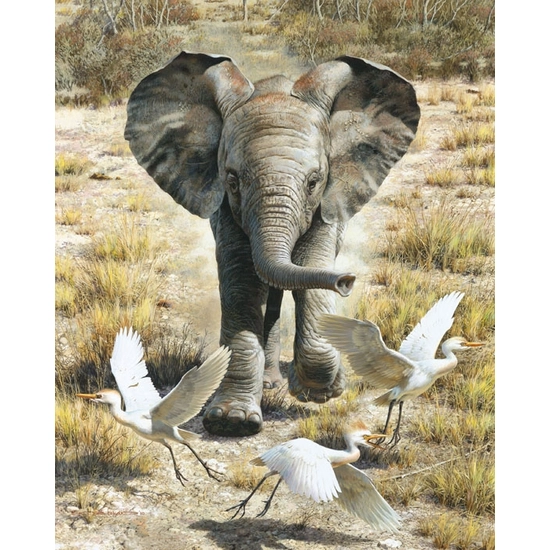 Carl Benders - Flushing Egrets-Elephant Calf