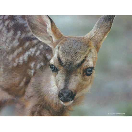 Carl Benders - Spotted - Mule Deer Fawn