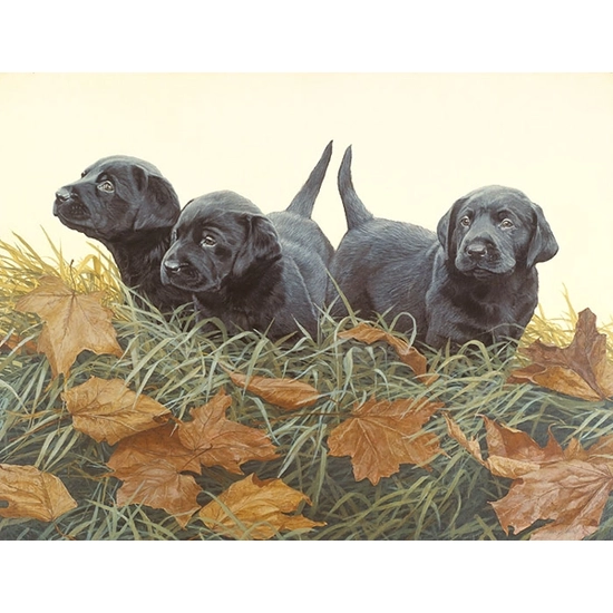 John Weiss - Lab Puppies ANNIVERSARY EDITION ON