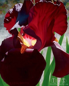 Brian Davis-Deep Red Iris Aflame