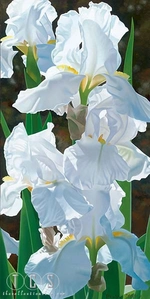 Brian Davis-Enchanting Irises