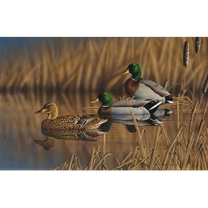 Richard Clifton-Afternoon Mallards Limited Edition Print