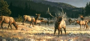 Nancy Glazier-Rocky Mountain Meadow By Nancy Glazier