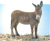 Ebony Visions-The Nativity Donkey