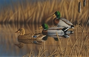 Richard Clifton-Afternoon Mallards Limited Edition Print