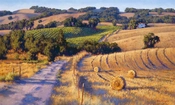 June Carey-Old Napa Road